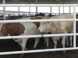 La entidad se ubica como la tercera con la mayor exportación de ganado bovino en pie al vecino país del norte. (EL SIGLO DE TORREÓN)