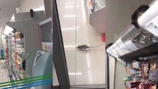 En el metraje, de apenas 15 segundos, se ven hasta seis ratas descolgándose o en los alrededores de las vitrinas refrigeradas del local. (ESPECIAL)