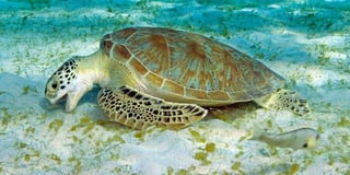 Esta investigación también descubrió que las tortugas más pequeñas tienden a contener más plástico, al parecer porque tienen menos experiencia y es más probable que coman el alimento incorrecto. (ESPECIAL)