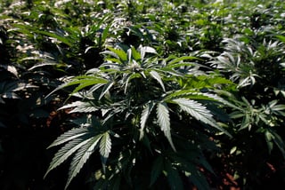La Corte destacó que desde el 19 de junio de 2017 se publicó un decreto que reforma la Ley General de Salud y el Código Penal Federal para legalizar el uso medicinal de la marihuana.