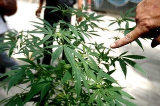 El fiscal de Coahuila se expresó acerca de la legalización de la marihuana para su uso lúdico.
