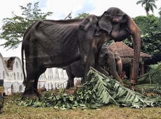 La elefante era obligada a desfilar pese a su condición.