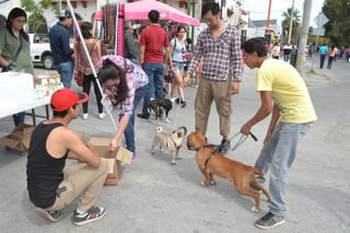 Invitan a todos los amantes de los animales a la Marcha Perruna que se realizará este domingo en la Plaza Mayor, donde podrán adoptar perritos y hacer donativos de croquetas. (EL SIGLO DE TORREÓN)