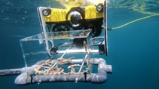 Se trata de una 'prueba piloto para poder liberar, en el futuro, tiburones de aguas profundas'. (EFE)