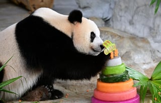 El personal del parque preparó un pastel de cumpleaños de seis capas con cubos de hielo, adornado con zanahorias y hojas de bambú. (TWITTER)