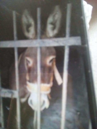 Tras más de 72 horas encarcelado, el burro propiedad de una pareja de adultos mayores, fue liberado después de que policías de la comunidad de Sebastián Río Dulce, municipio de Zimatlán, lo trasladaron a la prisión local. (ARCHIVO)