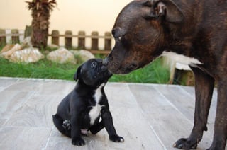 Los perros de raza grande pueden tardar hasta 18 meses en tener su primer celo. (ARCHIVO)