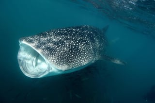 Las lesiones que sufren los tiburones ballena en México por colisiones con embarcaciones van a la baja debido a la implementación de nuevas tecnologías GPS en los barcos de avistamiento. (ARCHIVO)