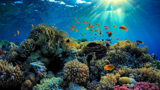 La Gran Barrera, el mayor sistema coralino del mundo, que se extiende a lo largo de 2.300 kilómetros frente a las costas nororientales de Australia. (ESPECIAL)