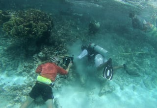 Con la plantación de 20,000 pies de coral frente a las costas de Cancún y la Riviera Maya, Caribe mexicano, las autoridades ecológicas avanzan en la recuperación del Sistema Arrecifal Mesoamericano. (ARCHIVO)