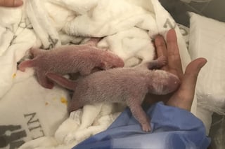 El zoo de Berlín anunció que la osa panda Meng Meng, cuyo embarazo fue confirmado la semana pasada, dio a luz el pasado sábado a dos oseznos, los primeros nacidos en cautividad en Alemania. (ARCHIVO)
)