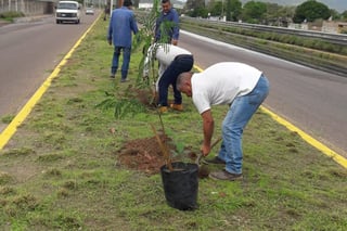 Señalan autoridades que el oriente de Torreón cuenta con el mayor rezago en cobertura vegetal. (EL SIGLO DE TORREÓN)