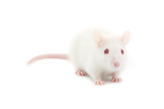 Las ratas adictas al alcohol sufrieron menos síntomas de abstención cuando se les impidió embriagarse después de que un grupo de investigadores surcoreanos las sometiera a acupuntura. (ESPECIAL)