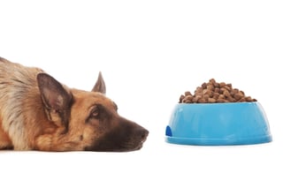 La cantidad de alimento que reciba tu perro desde cachorro será esencial para su desarrollo posterior. (ARCHIVO)
