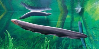 Un estudio del instituto estadounidense Smithsonian ha identificado la existencia, en los ríos sudamericanos, de tres especies distintas de anguilas eléctricas. (ESPECIAL)