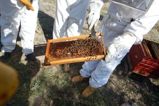 Bajó considerablemente la producción de miel en este año, tanto por la muerte de las abejas como por la falta de lluvias. (EL SIGLO DE TORREÓN)