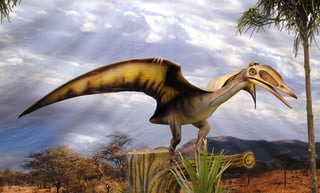 Una especie de pterosaurio gigante con la envergadura de una avioneta que existió hace más de 75 millones de años fue descubierta por investigadores de la Universidad del Sur de California. (ESPECIAL)