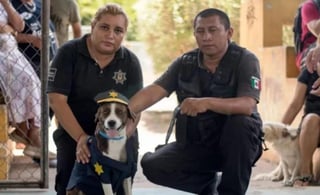 Ahora, para ser parte del escuadrón, asiste a su adiestramiento para ser un perro policía de narcóticos y revisión de mochilas en las escuelas; será el primero en su tipo en formar parte de la policía municipal de Conkal, Yucatán. (EL UNIVERSAL)
