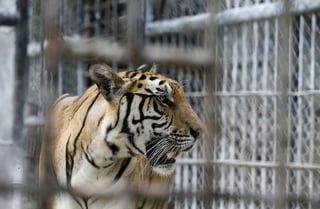 Funcionarios de vida silvestre de Tailandia informaron el lunes que decenas de tigres que fueron rescatados hace tres años de un templo budista donde eran utilizados como una atracción turística fallecieron a causa de una enfermedad. (ARCHIVO)