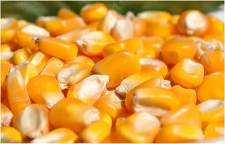 Al consumir maíz de mala calidad se ha producido más obesidad y diabetes. (ESPECIAL)
