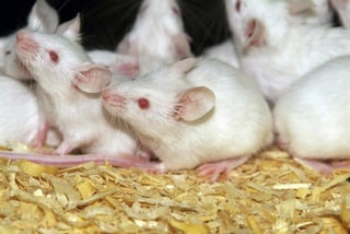 Un grupo de ratones que fueron enviados al espacio durante un mes y devueltos a la tierra no sufrió alteraciones en sus capacidades reproductivas. (ARCHIVO)