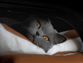 Uno de los aspectos más llamativos de los gatos son los ojos que poseen ya que suelen ser muy expresivos, y en su mayoría en colores que incluso brillan en la oscuridad. (ARCHIVO) 