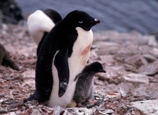 Un grupo de investigadores de la universidad lusa de Coimbra (UC) ha detectado por primera vez restos de microplásticos en la cadena alimentaria de los pingüinos que habitan en la Antártida. (ARCHIVO)
