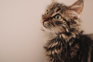 Los sonidos de los gatos tienen diferentes nombres y significados con los que intentan comunicarse y dar a conocer un estado de ánimo. (ARCHIVO) 
