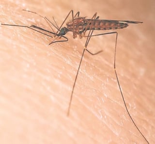 Intensifican labores preventivas contra el dengue en el municipio de Lerdo. (EL SIGLO DE TORREÓN)