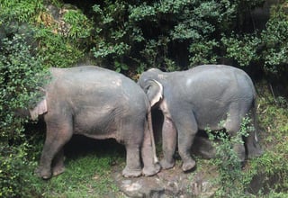 Consideraron la pérdida como una de las mayores de la especie en Tailandia recientemente. (EFE)
