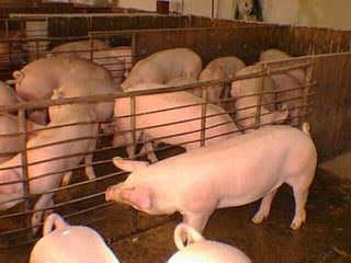 Ante la crisis de la peste porcina en Asia, en enero se podría dar la exportación de carne de cerdo de México a China. (ARCHIVO)