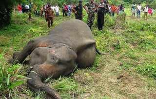 El sacrificio de elefantes es un delito castigado con la muerte. (ESPECIAL)