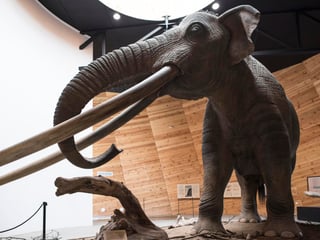 Una familia que construía un horno de cal en el central estado de Puebla descubrió restos óseos y un par de colmillos de un mastodonte de más de 10,000 años de antigüedad. (ARCHIVO)