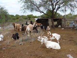 El objetivo es beneficiar el mejoramiento del ganado elevando su calidad génetica y productiva. (BEATRIZ A. SILVA / EL SIGLO DE TORREÓN)