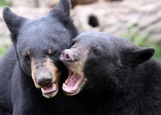 Un oso negro subadulto hambriento que bajó de la Sierra de Zapalinamé en busca de comida asustó a algunos vecinos. (ARCHIVO)