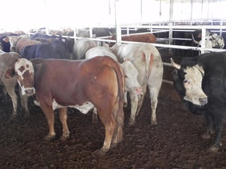 La producción de carne de bovino en Durango es de 77 mil 712 toneladas, lo que ubica al estado como el sexto principal productor de este alimento. (EL SIGLO DE TORREÓN)