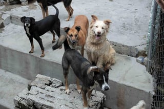 La Sociedad Perruna hace un llamado a las personas para fomentar la adopción de perros. (ARCHIVO)