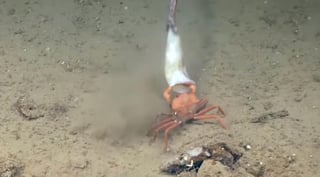 El crustáceo arremetió contra las anguilas cuando éstas intentaron quitarle el pedazo de calamar que devoraba (INTERNET)  
