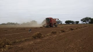 El precio del grano podría beneficiar a los campesinos, por lo menos para recuperar la inversión del diésel utilizado. (EL SIGLO DE TORREÓN)