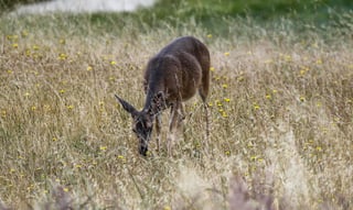 Un cazador murió luego de ser atacado por un ciervo al que pensaba que había matado luego de dispararle. (ARCHIVO)