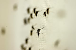 Jurisdicción Sanitaria número dos reporta 29 casos confirmados de dengue en La Laguna de Durango. (ARCHIVO)
