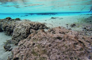 Puedes realizar buceo y snorkel en Cuatrociénegas, lugar donde existen alrededor de 74 especies endémicas como la tortuga bisagara y el pez ciego. (ARCHIVO) 