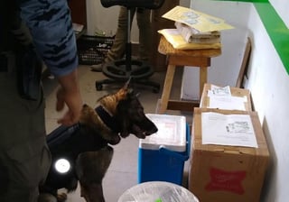 La PFM con apoyo de un binomio canino, localizó y aseguró bolsas de plástico con una sustancia granulada. (EL SIGLO COAHUILA)