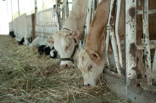 El objetivo del programa es producir más leche en el país y disminuir la importación del producto.