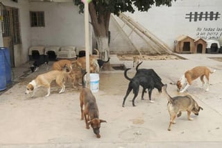 El albergue Corazón Canino alberga un gran número de perros y gatos, los cuales son rescatados, curados y alimentados en el lugar.