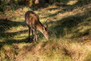 Los ciervos rojos que viven en la isla de Rum (costa oeste de Escocia) dan a luz cada vez antes, pero no se debe solo al aumento de las temperaturas. (ARCHIVO)