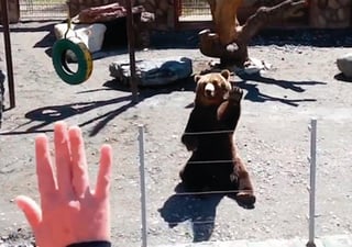 El oso pertenece al zoológico de Moscú, Rusia. (CAPTURA) 
