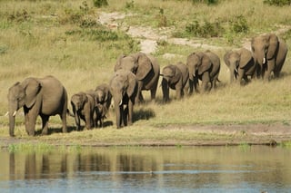 En los últimos días van varios ataques similares de elefantes silvestres que se sienten amenazados. (INTERNET)