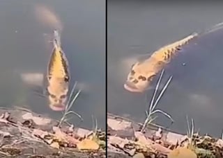 Un clip fue filmado en un lago de China. (YOUTUBE)