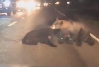 Una conductora solicitó los servicios de emergencia para ayudar a la familia de osos. 